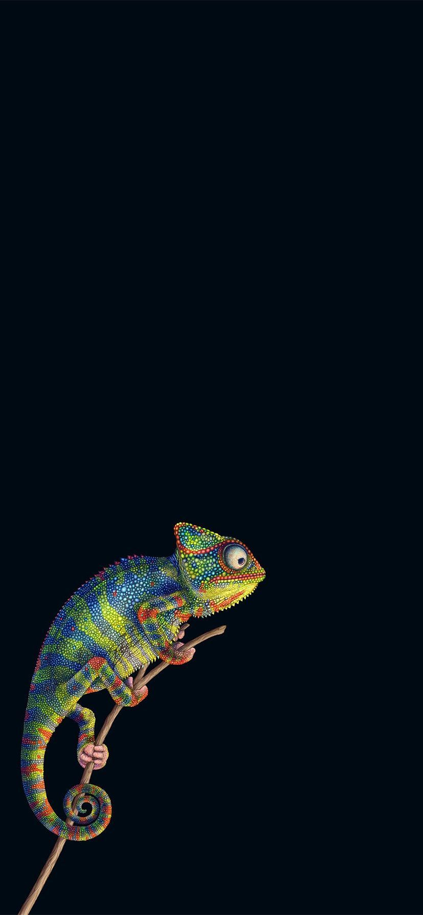 Chameleon Hd Iphone Wallpapers Wallpaper Cave