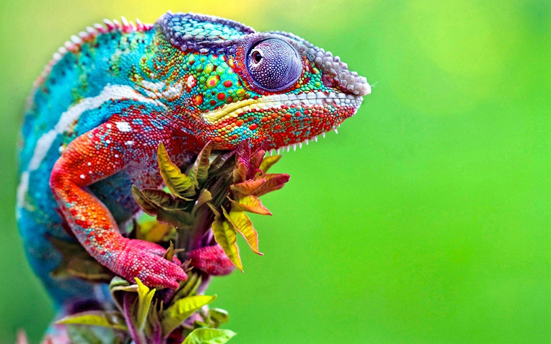 Chameleon HD Wallpaper and Background Image