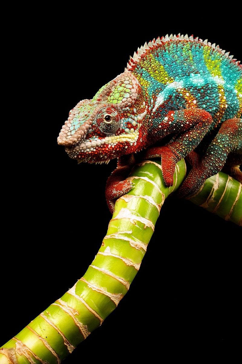 Download wallpaper 800x1200 reptile, chameleon, color, twig iphone