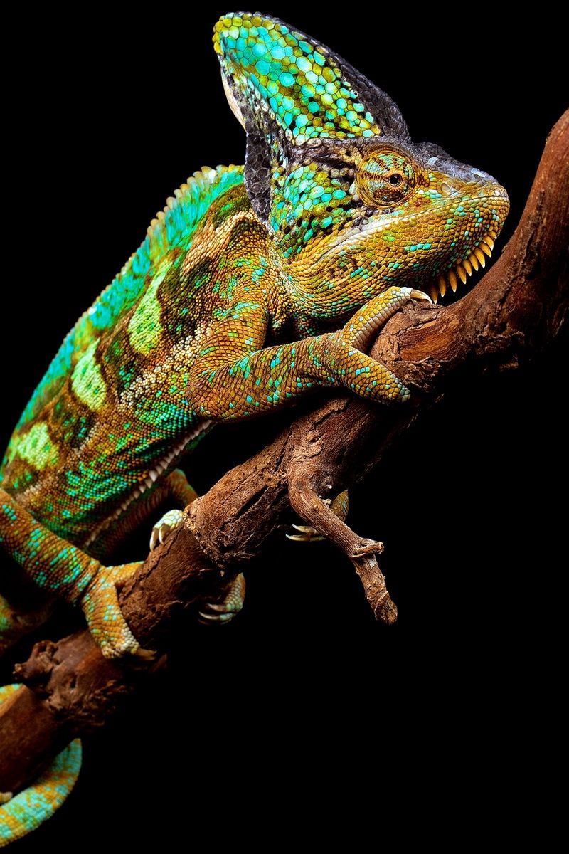 Download Wallpaper 800x1200 Chameleon, Reptile, Branch Iphone 4s 4