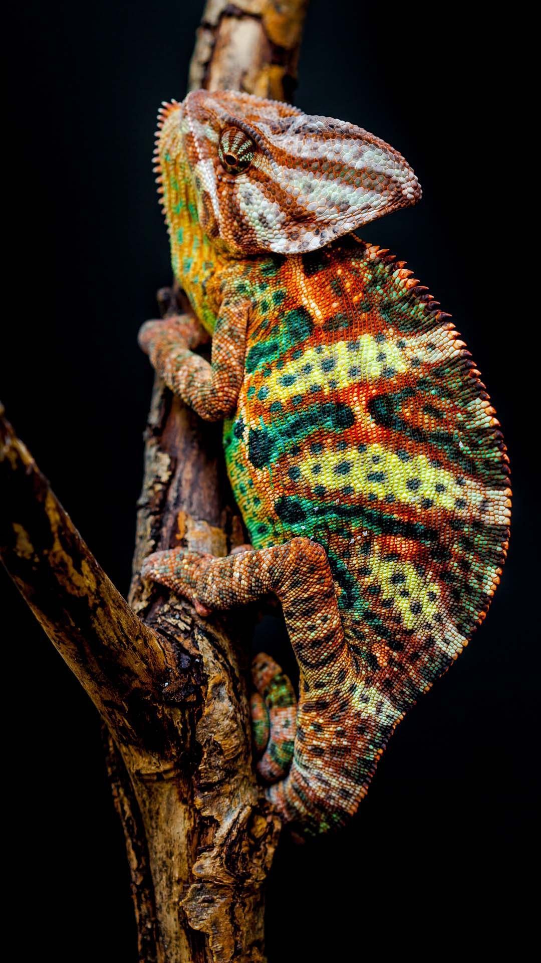 Chameleon Hd Iphone Wallpapers Wallpaper Cave