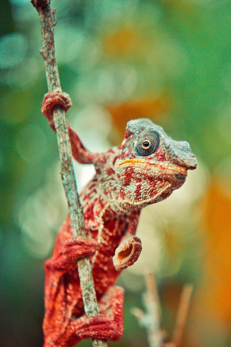Download wallpaper 800x1200 chameleon, reptile, lizard, color