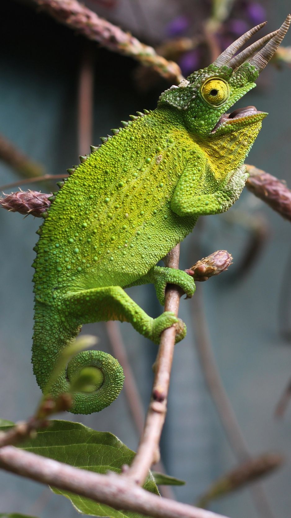 Download wallpaper 938x1668 chameleon, reptile, branch, lizard