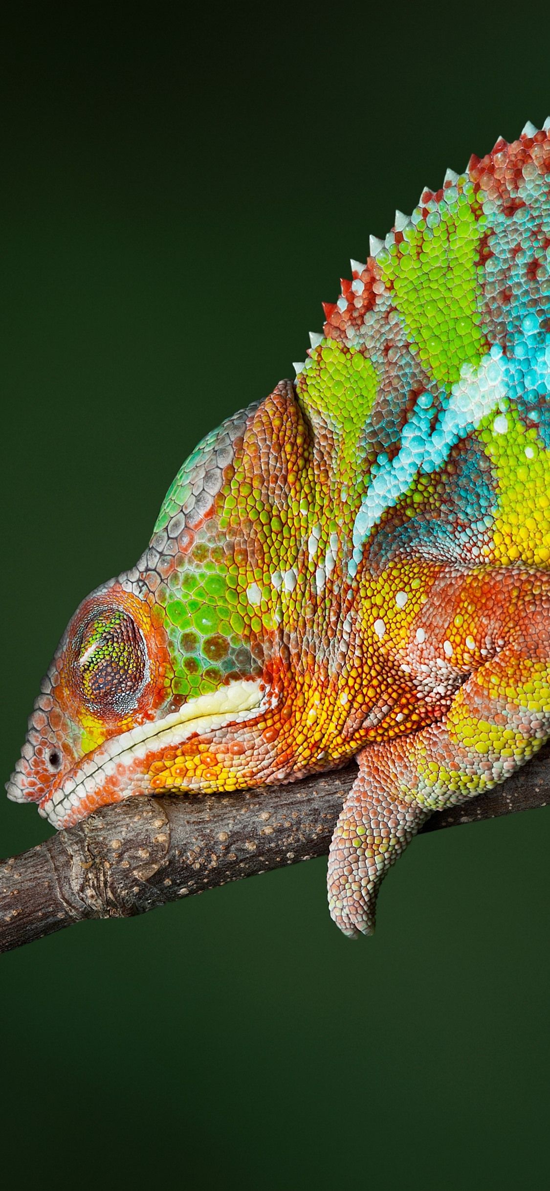 Chameleon, Rainbow Colors, Reptile 1125x2436 IPhone XS X Wallpaper