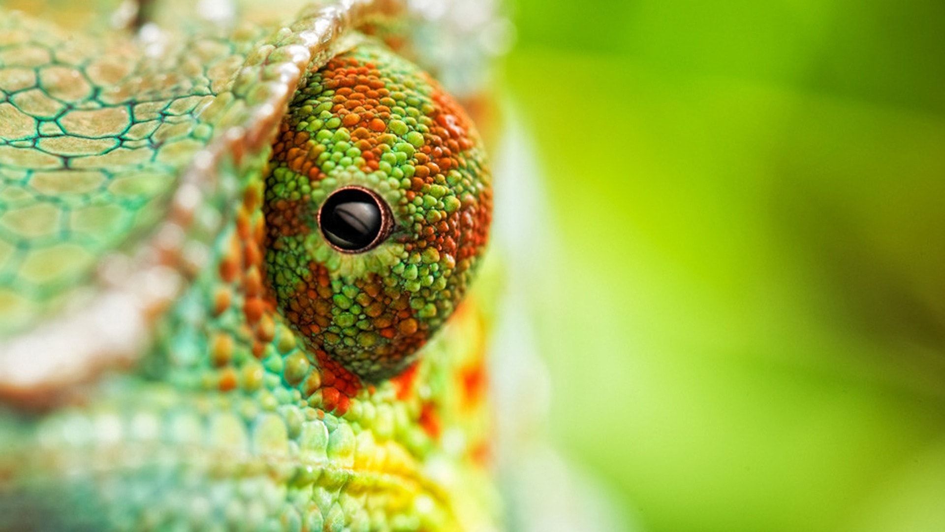 Free download Chameleon Wallpaper 1920x1080 H2348I4