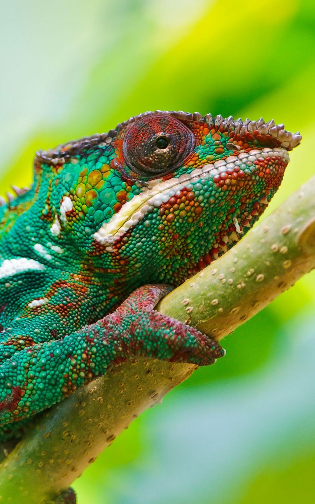 4K Chameleon, iPhone, Desktop HD Background