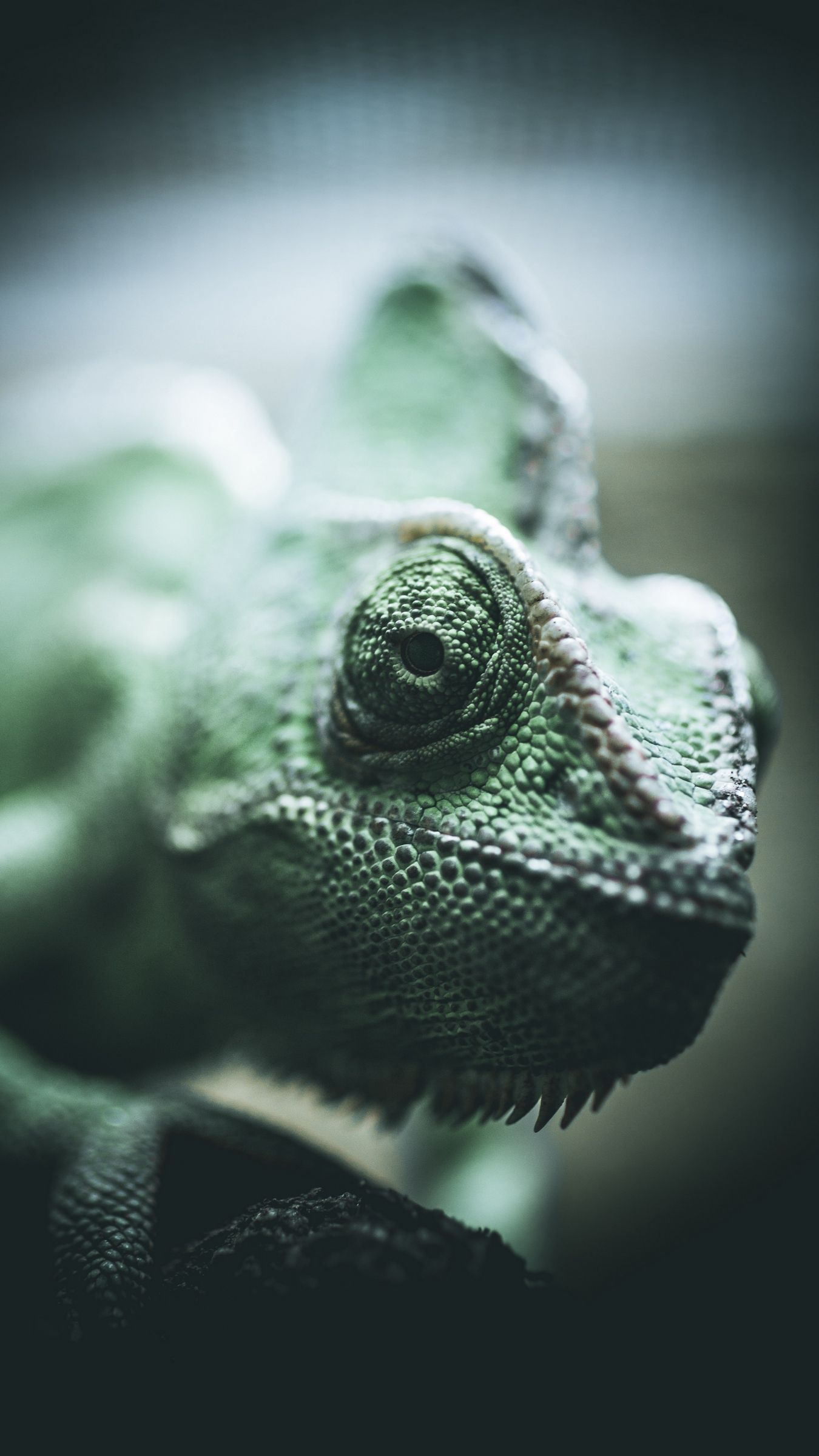 Download wallpaper 1350x2400 chameleon, reptile, eyes, scales