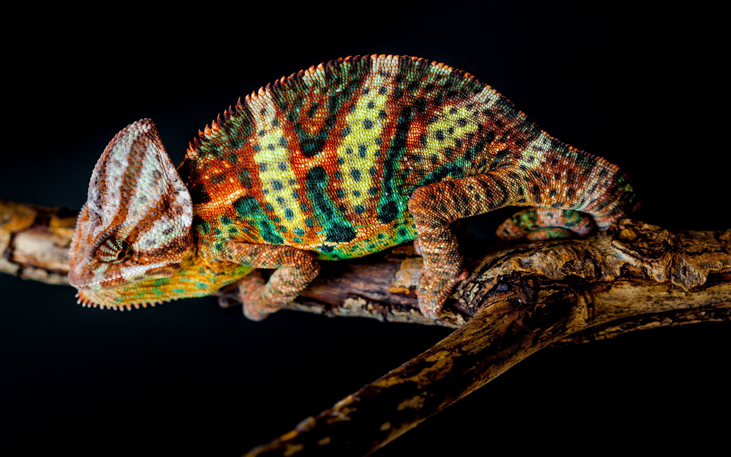 Animal Chameleon Computer Wallpaper HD, Wallpaper13.com