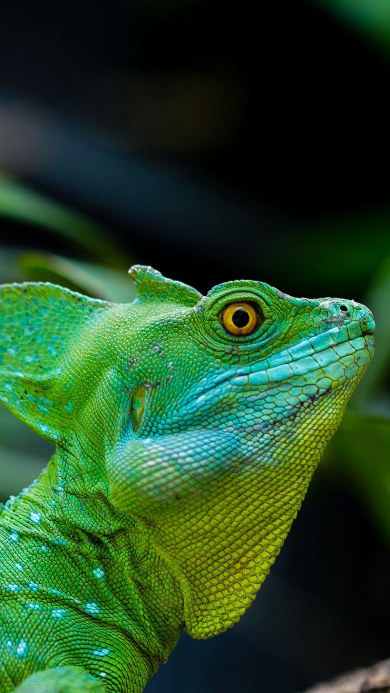 Reptile iPhone Wallpaper Free Reptile iPhone Background