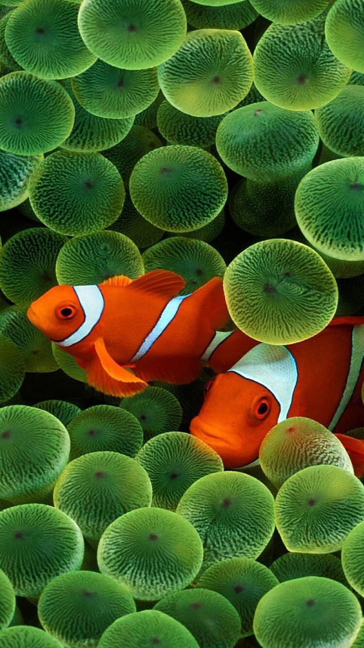 iPhone X clownfish wallpaper? Forums
