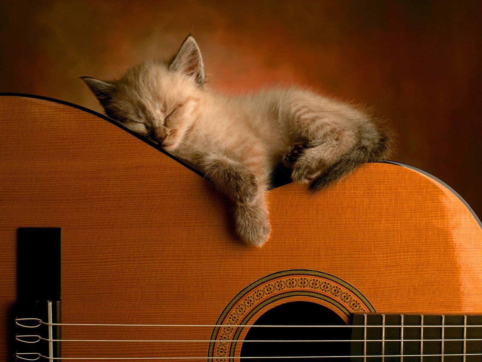 Cute Cat Playing Guitar Wallpaper Pc Wallpaper Cat, HD