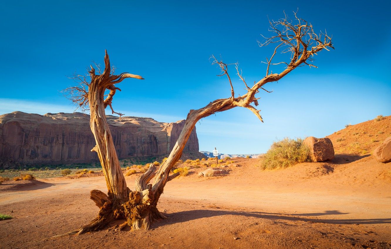 Wallpaper tree, USA, Monument Valley, Navajo Tribal Park image