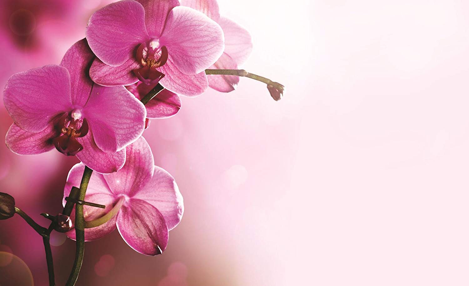 Soft Pink Orchid Flowers Wallpaper Mural