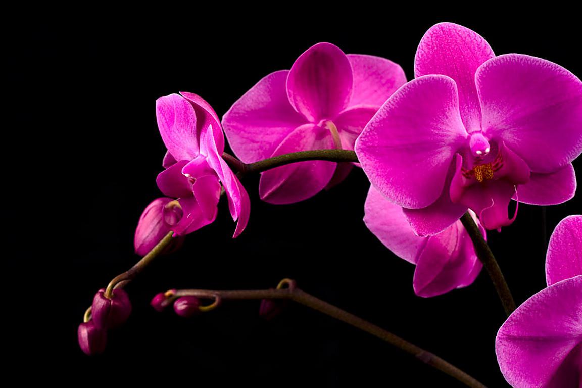 Free download Pink orchid 150216 High Quality and Resolution