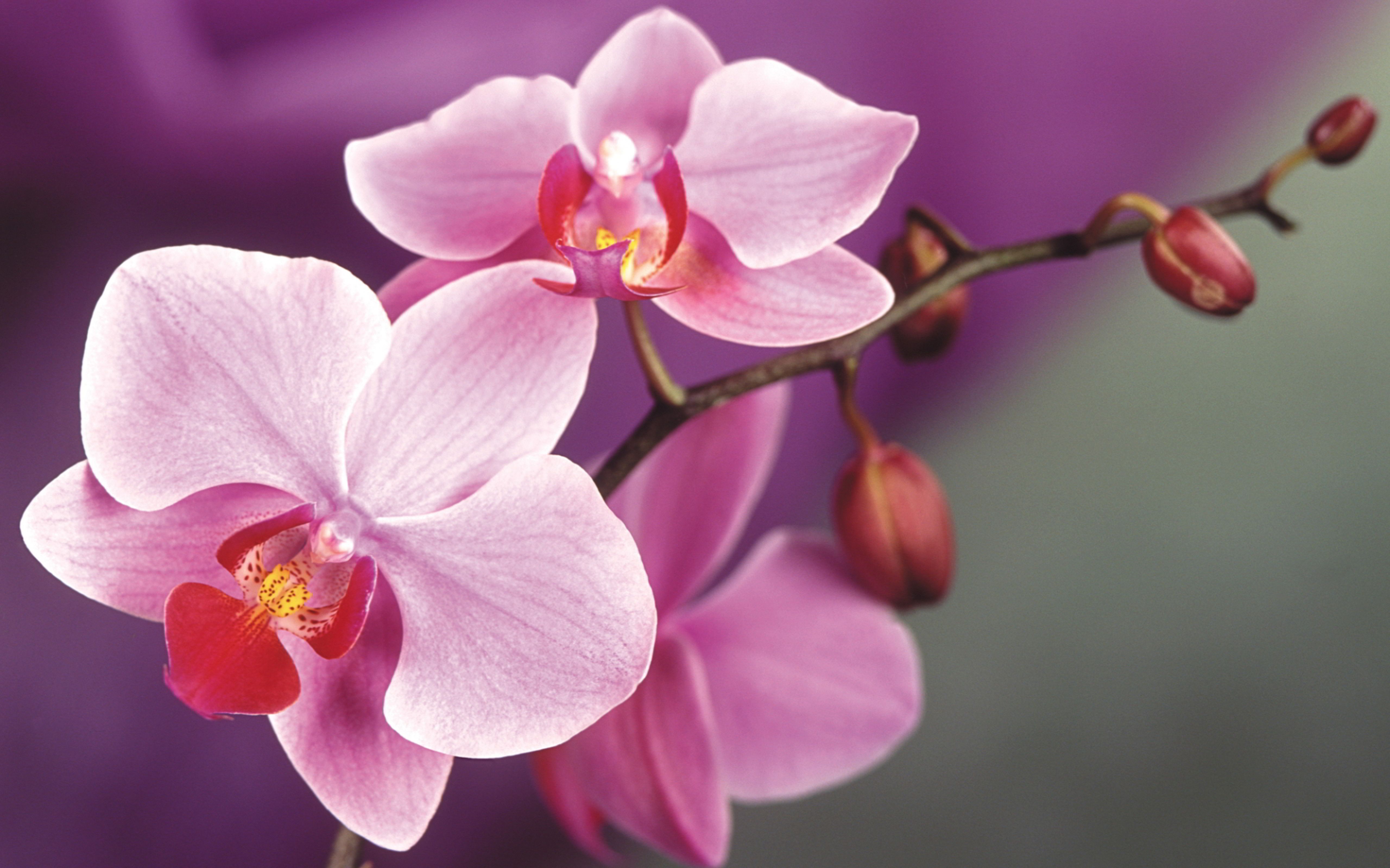 Free download Macro wallpaper Beautiful pink Orchid flower