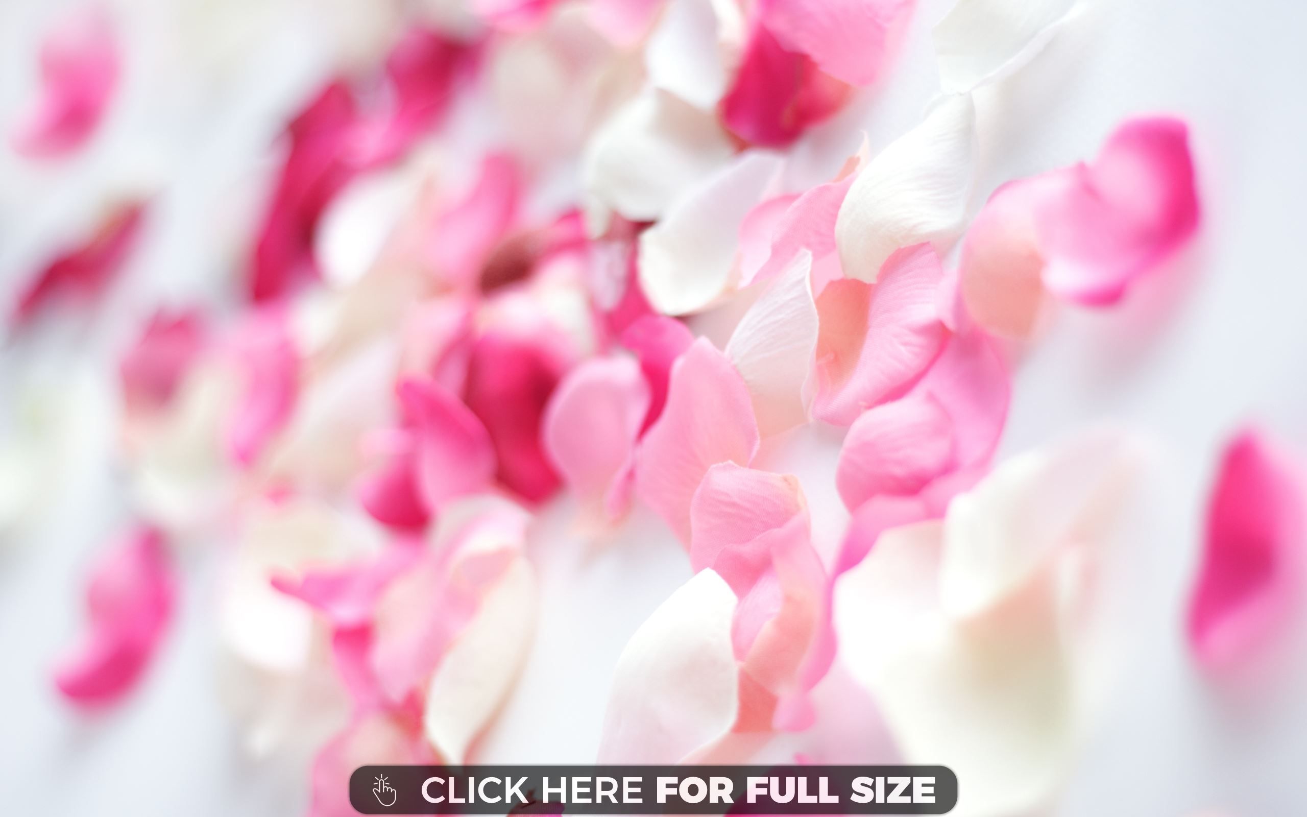 Background file, photo v.9.1 jpeg, Pink Orchid