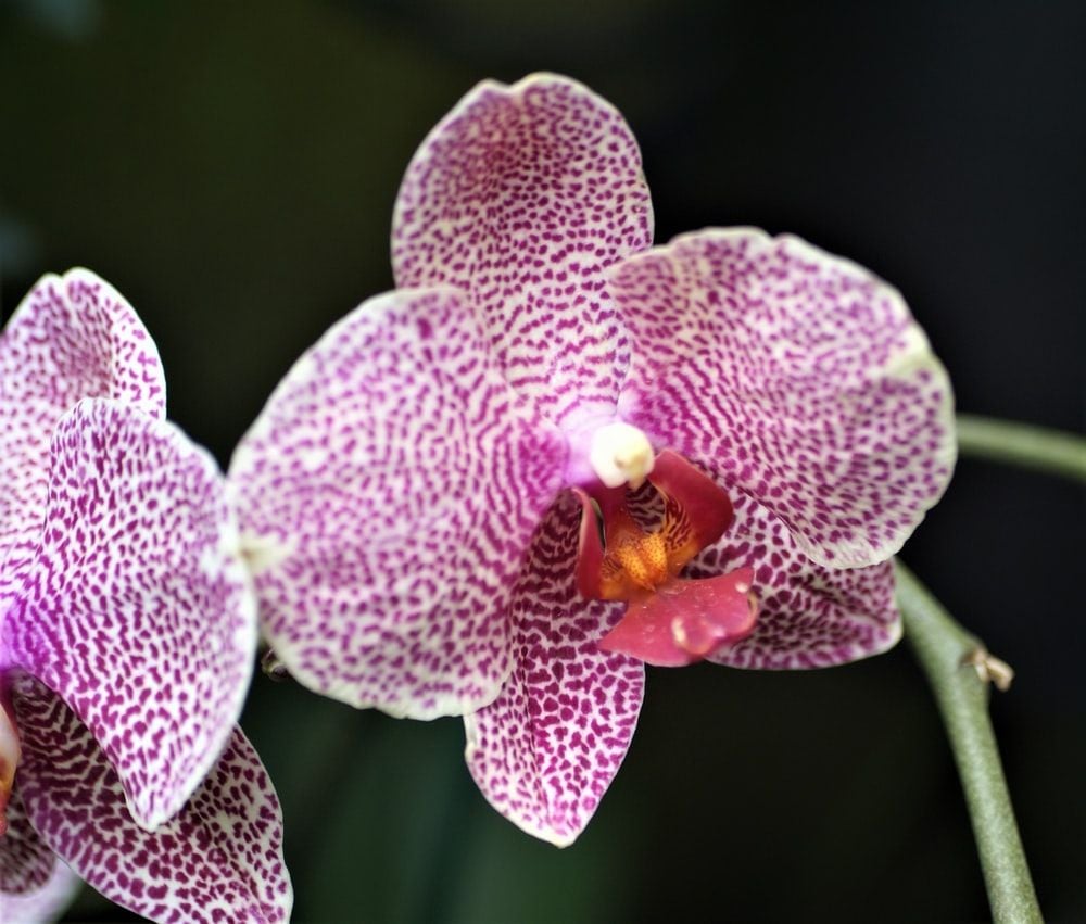 Pink Orchid Picture. Download Free Image