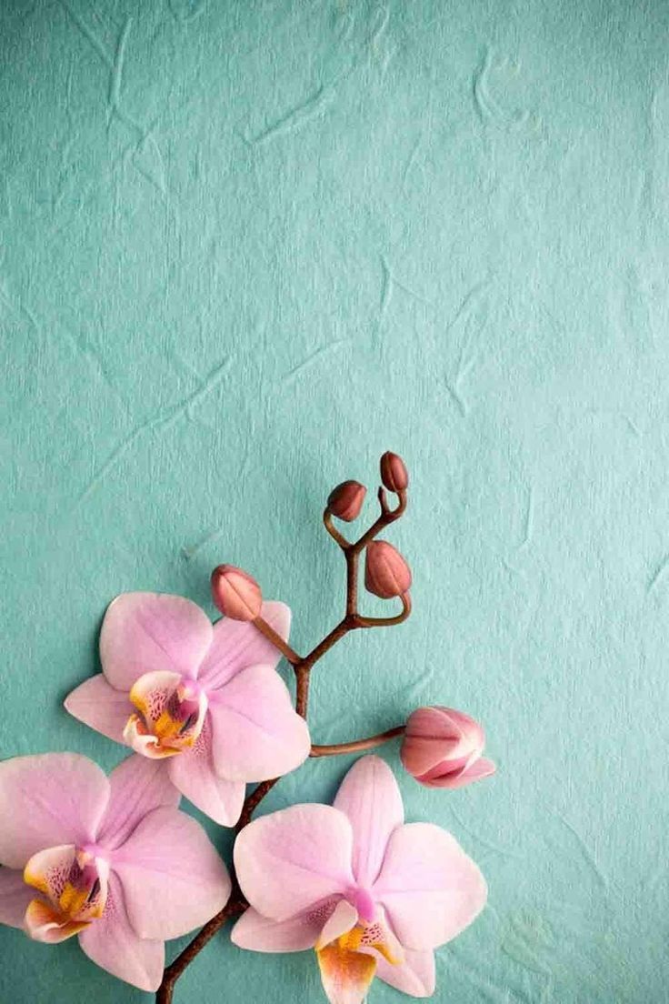 Pink Orchid Wallpaper iPhone iPhone Wallpaper. Pink