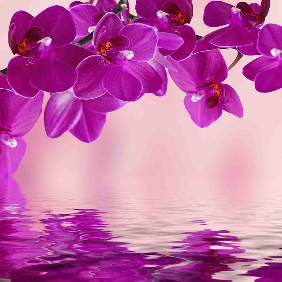 Pink Orchid Wallpaper