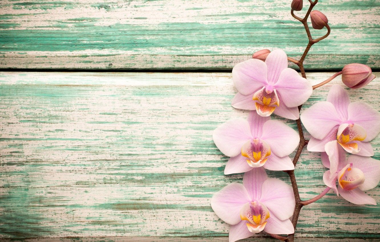 Wallpaper wood, Orchid, pink, flowers, orchid image for desktop