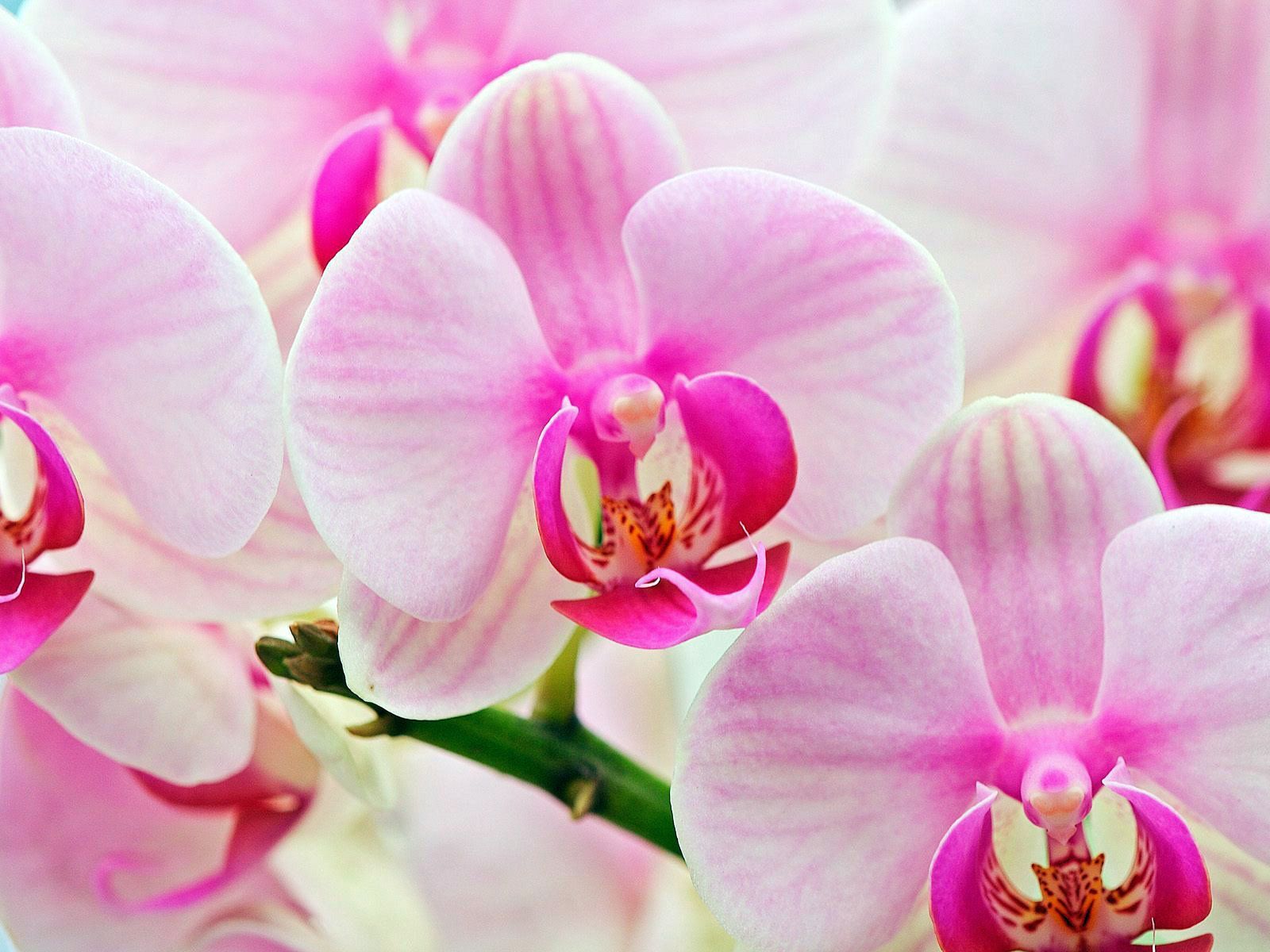 picture of orchid flowers. Flowers orchid. Orchid flower, Most