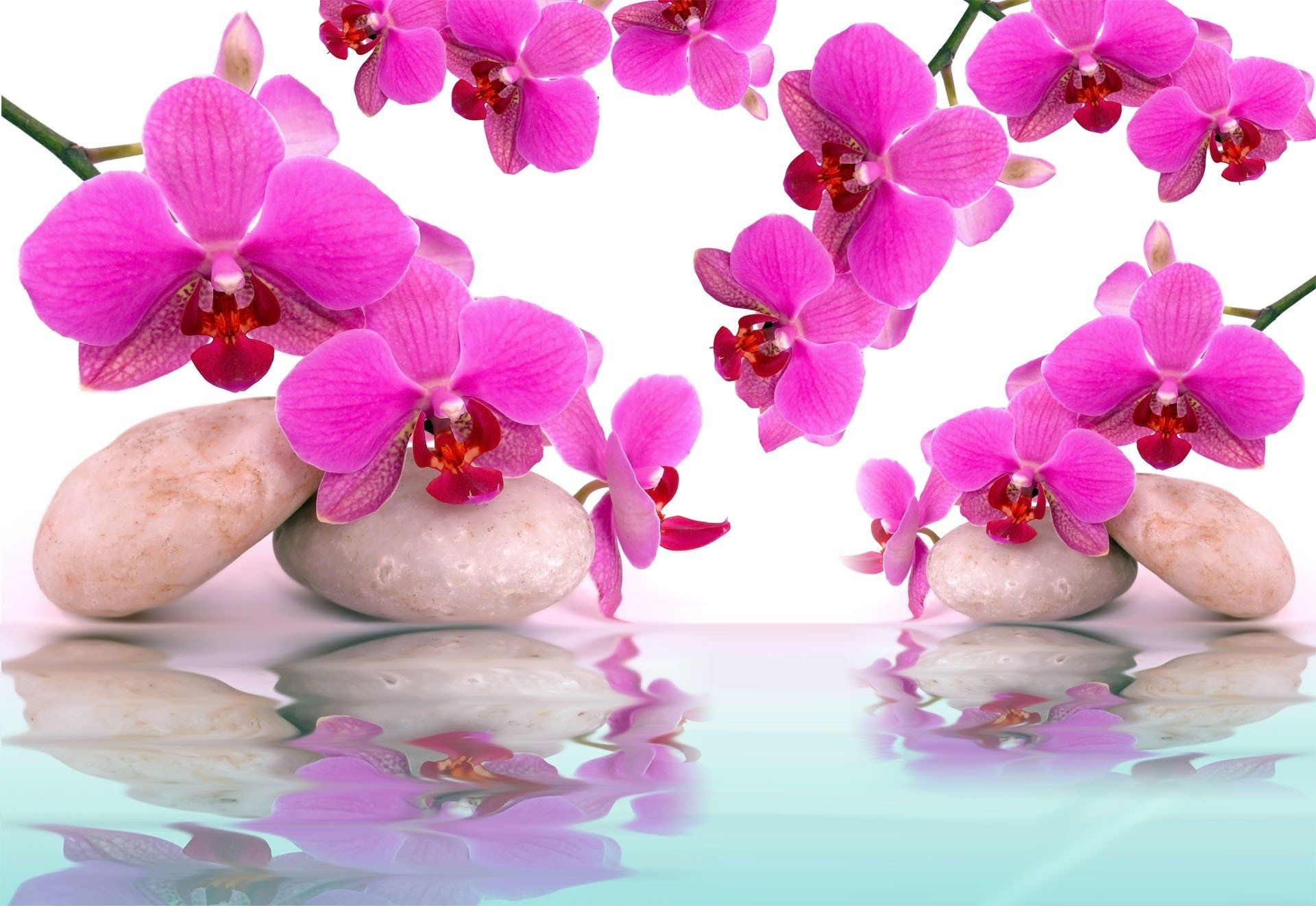 Pink Orchids HD Wallpaper