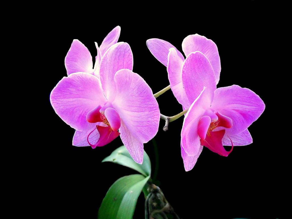 Free download Pink Orchid Flowers Wallpaper Pink Orchid Flowers