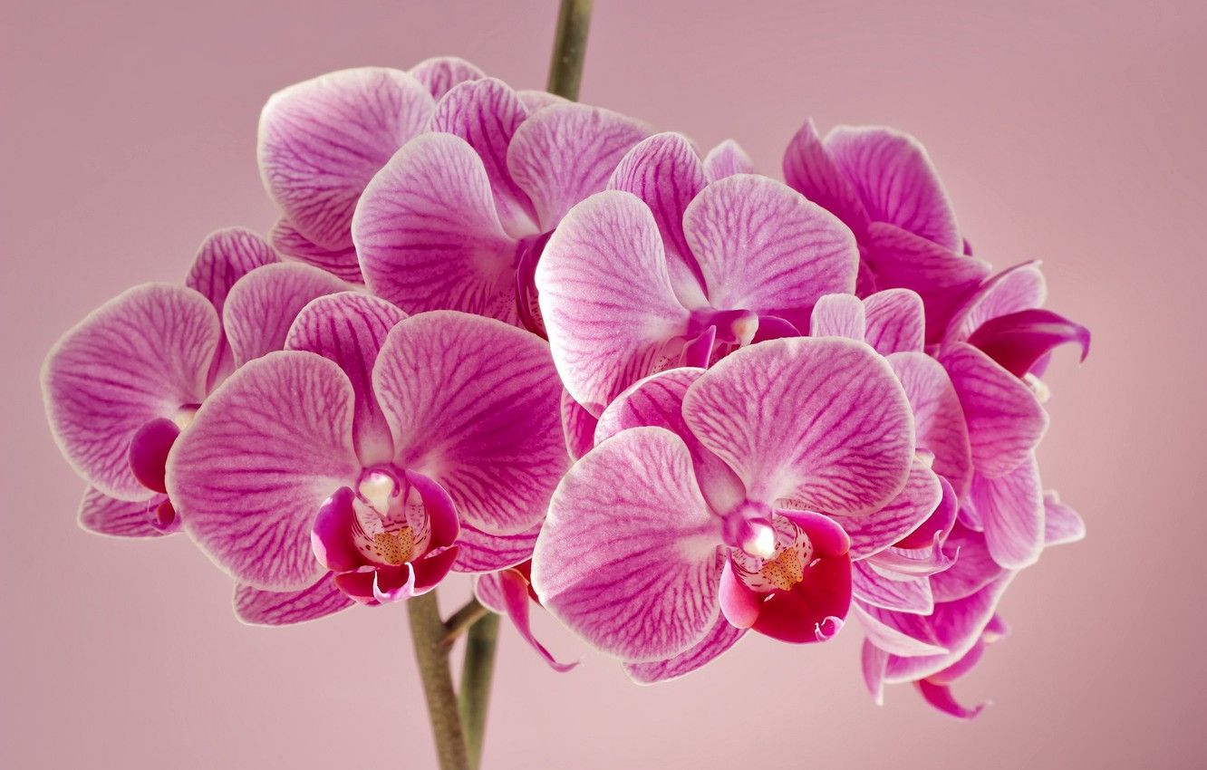 Wallpaper flowers, background, orchids, pink Orchid image