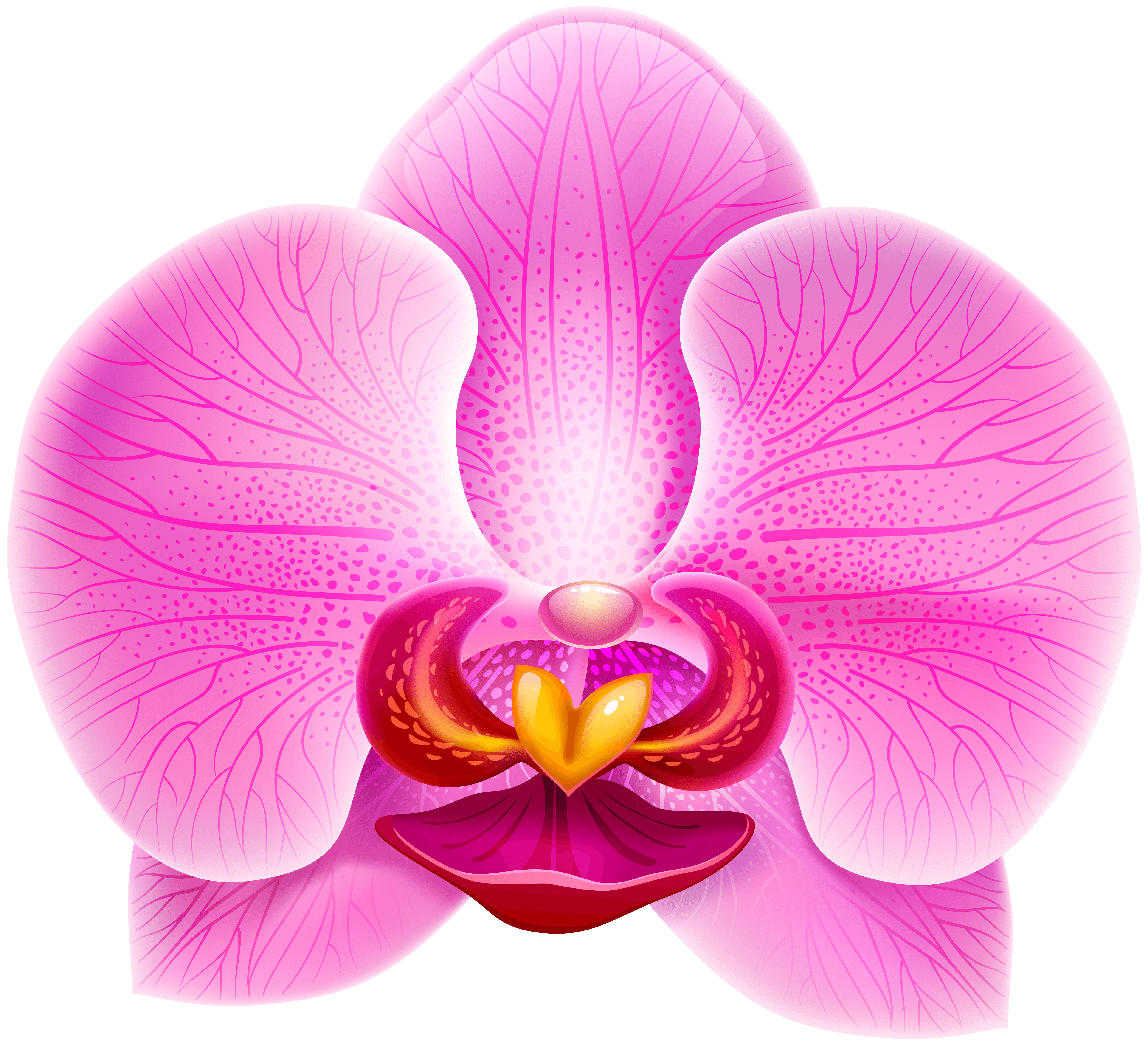 Pink Orchid PNG Clip Art Image