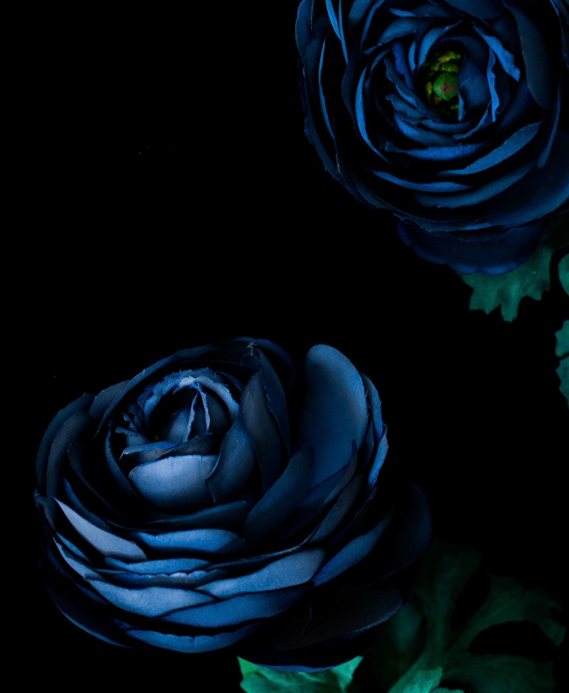 Best Wallpaper Bunga Mawar Untuk Android Kezanari Mawar