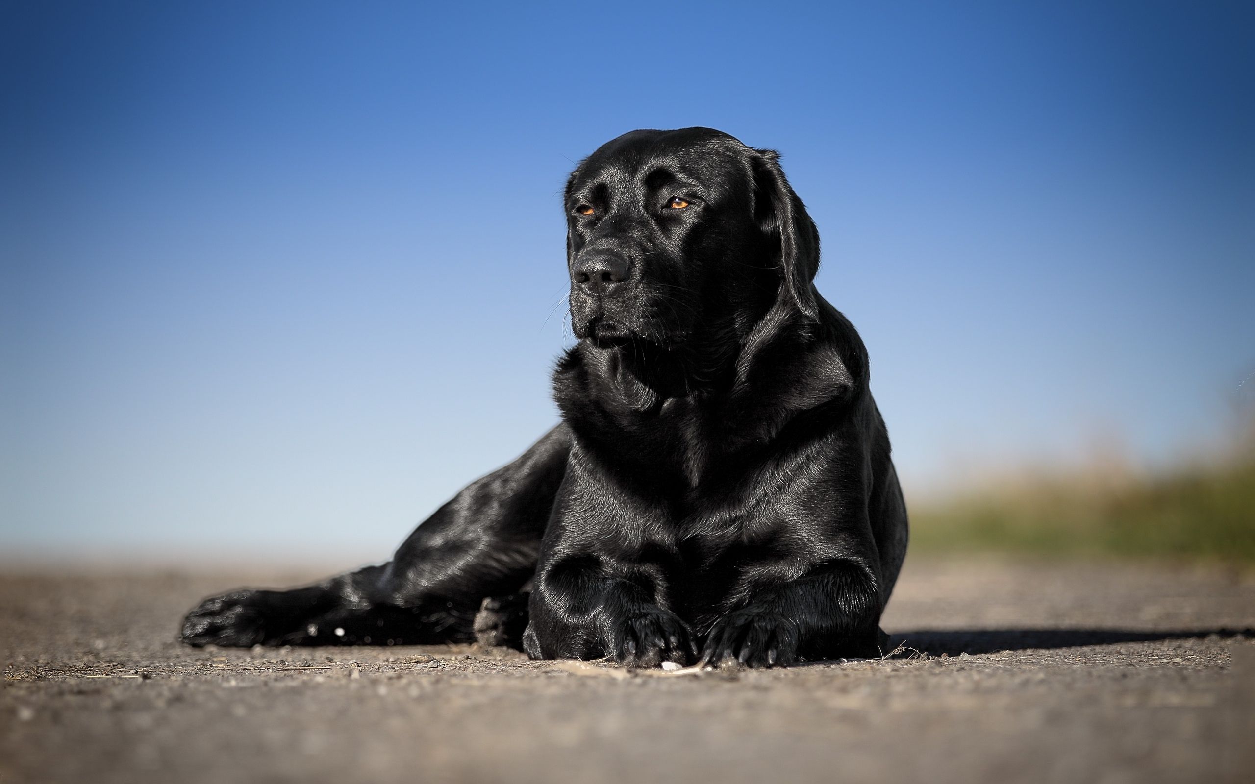 Download Wallpaper Black Labrador, Close Up, Retriever, Pets