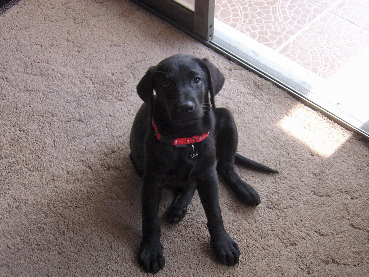 Free download Go Back Image For Black Labrador Retriever