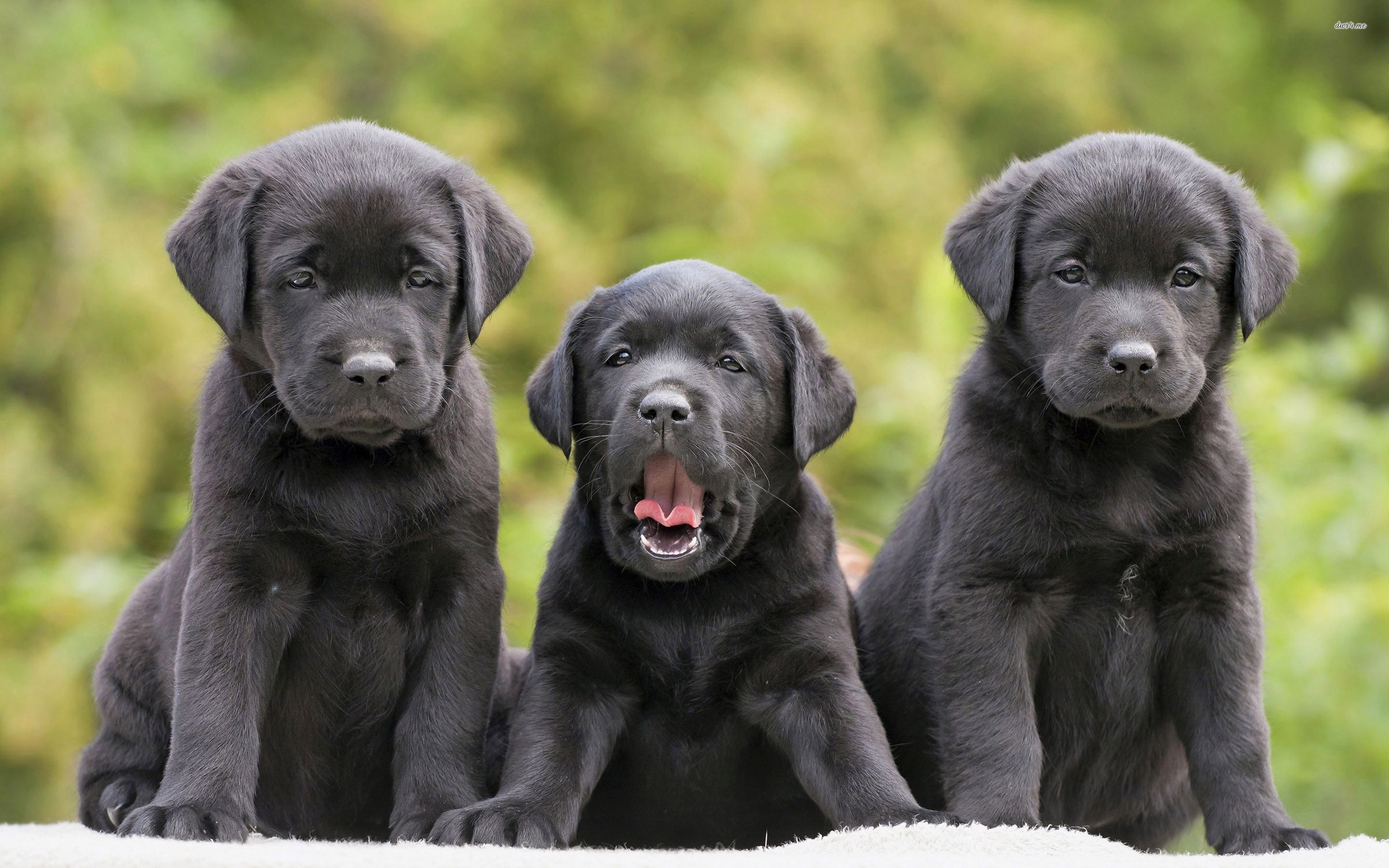 Black Labrador Retriver puppies wallpaper wallpaper