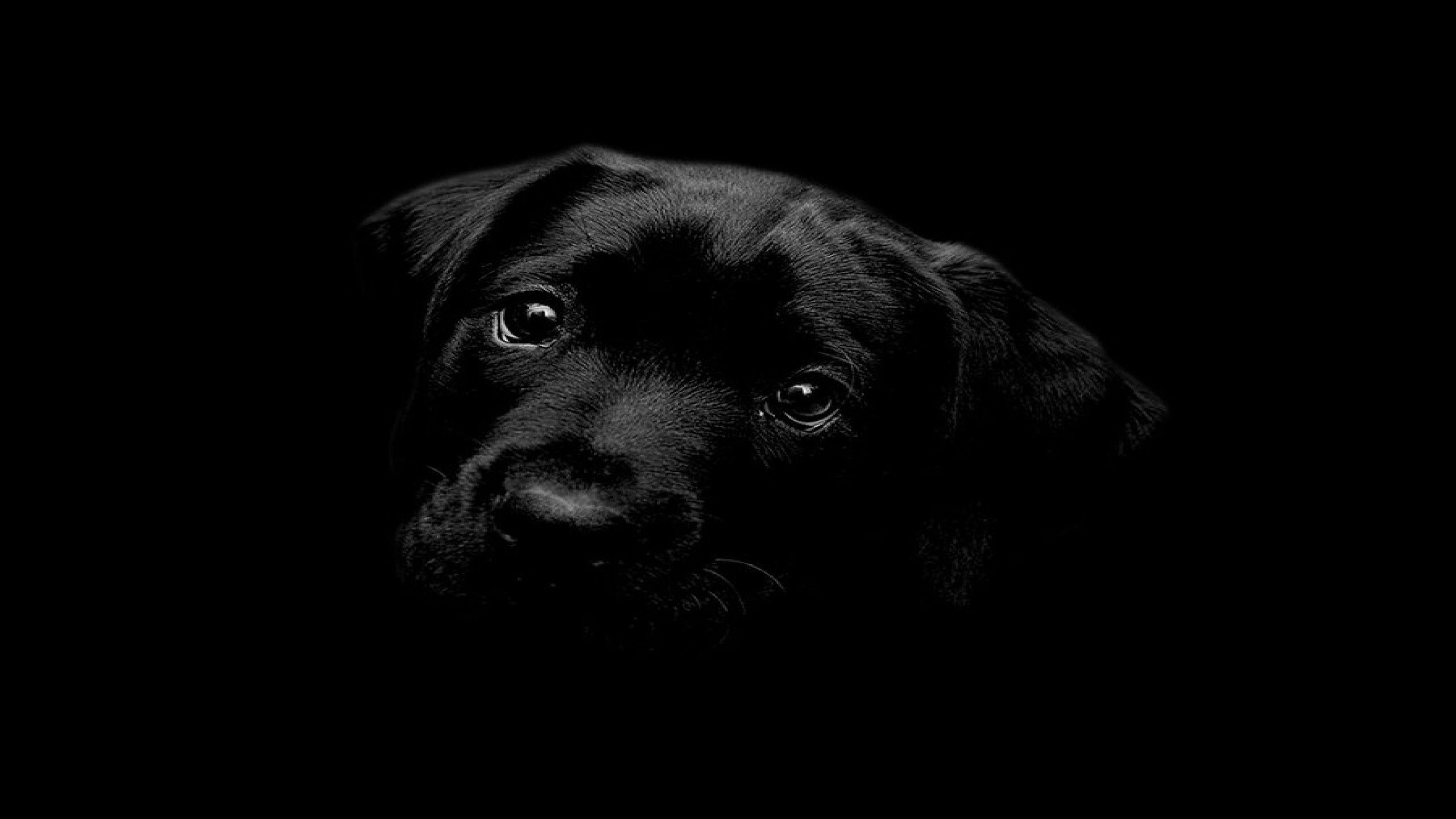 Черные собаки