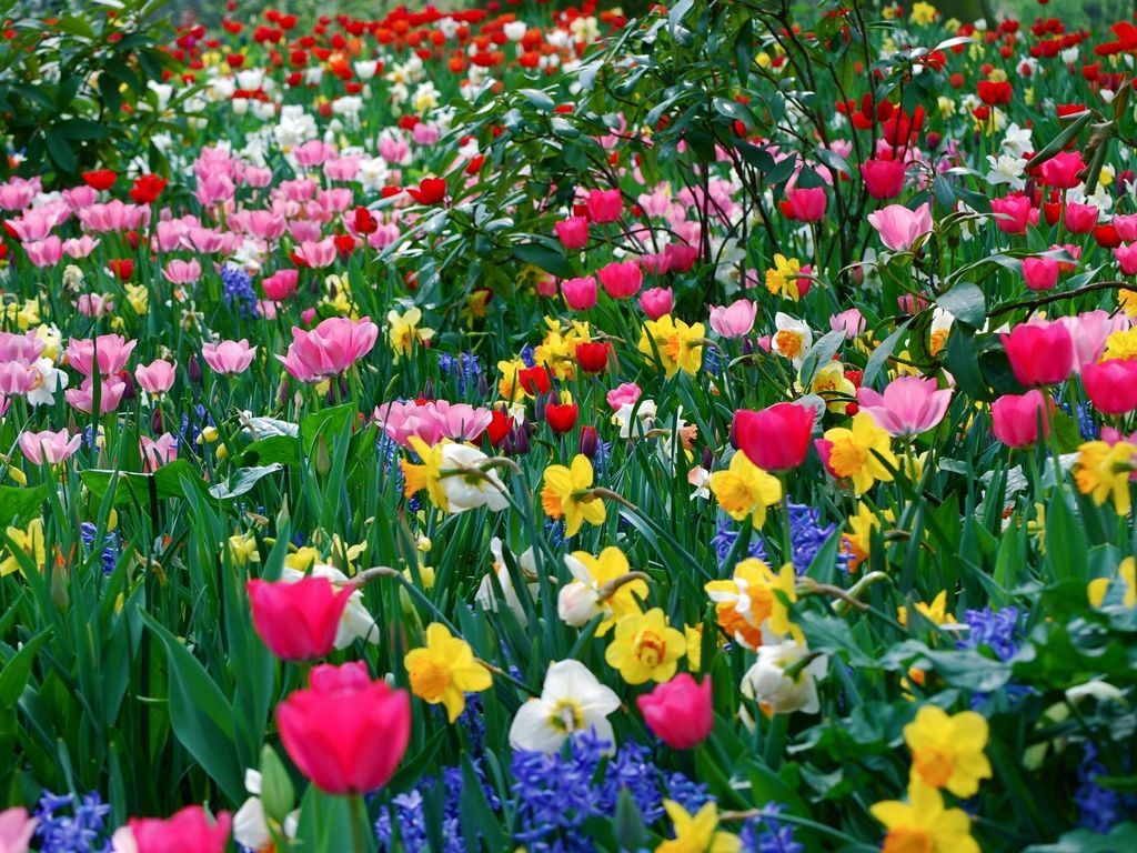 Download wallpaper 1024x768 tulips, daffodils, flowers, meadow