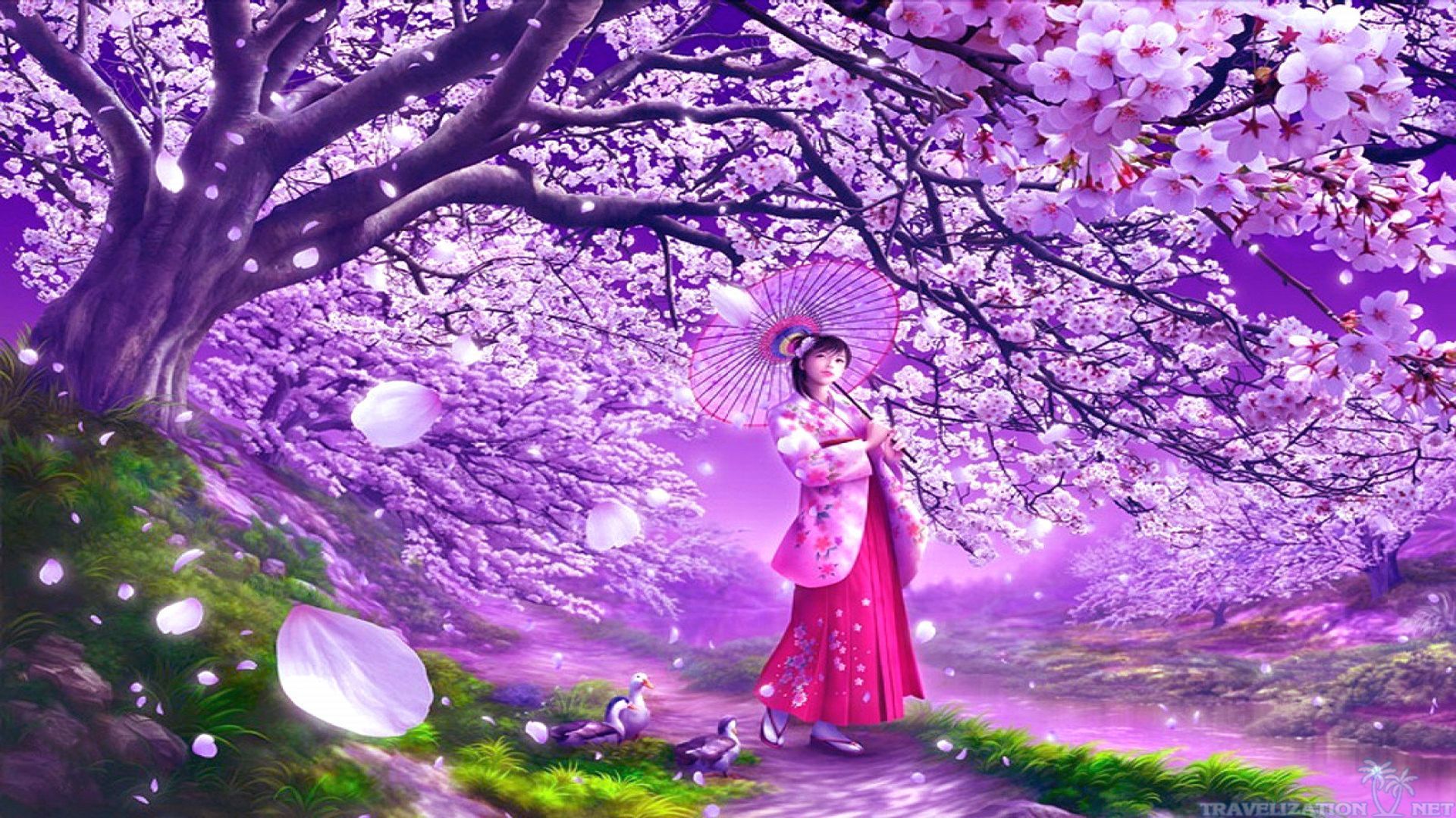 Stunning Cherry Blossom Wallpaper 1920x1080