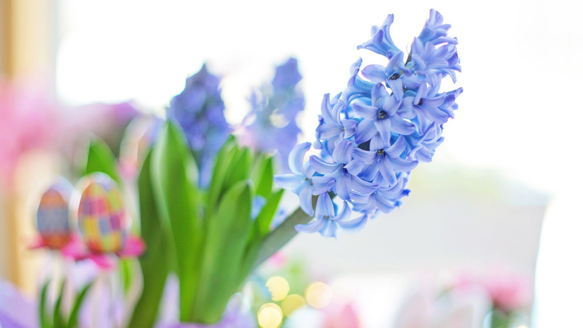 Easter 2020 Blue Hyacinth Flower, Spring Wallpaper File HD