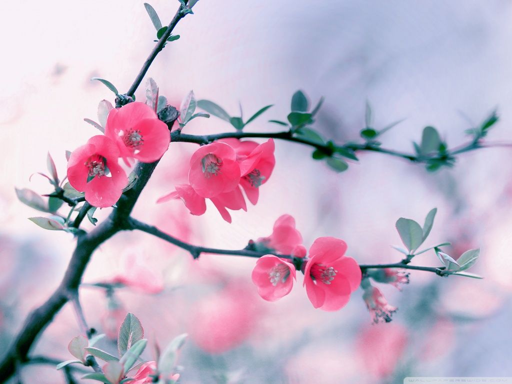 Pink Blossom Flowers, Spring Ultra HD Desktop Background Wallpaper