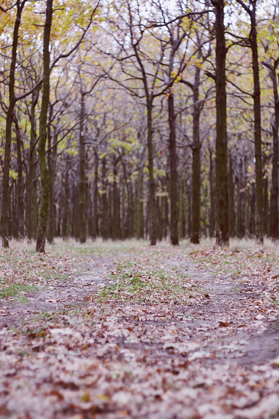 HD wallpaper: trees, forest, wallpaper, background, vsco, autumn