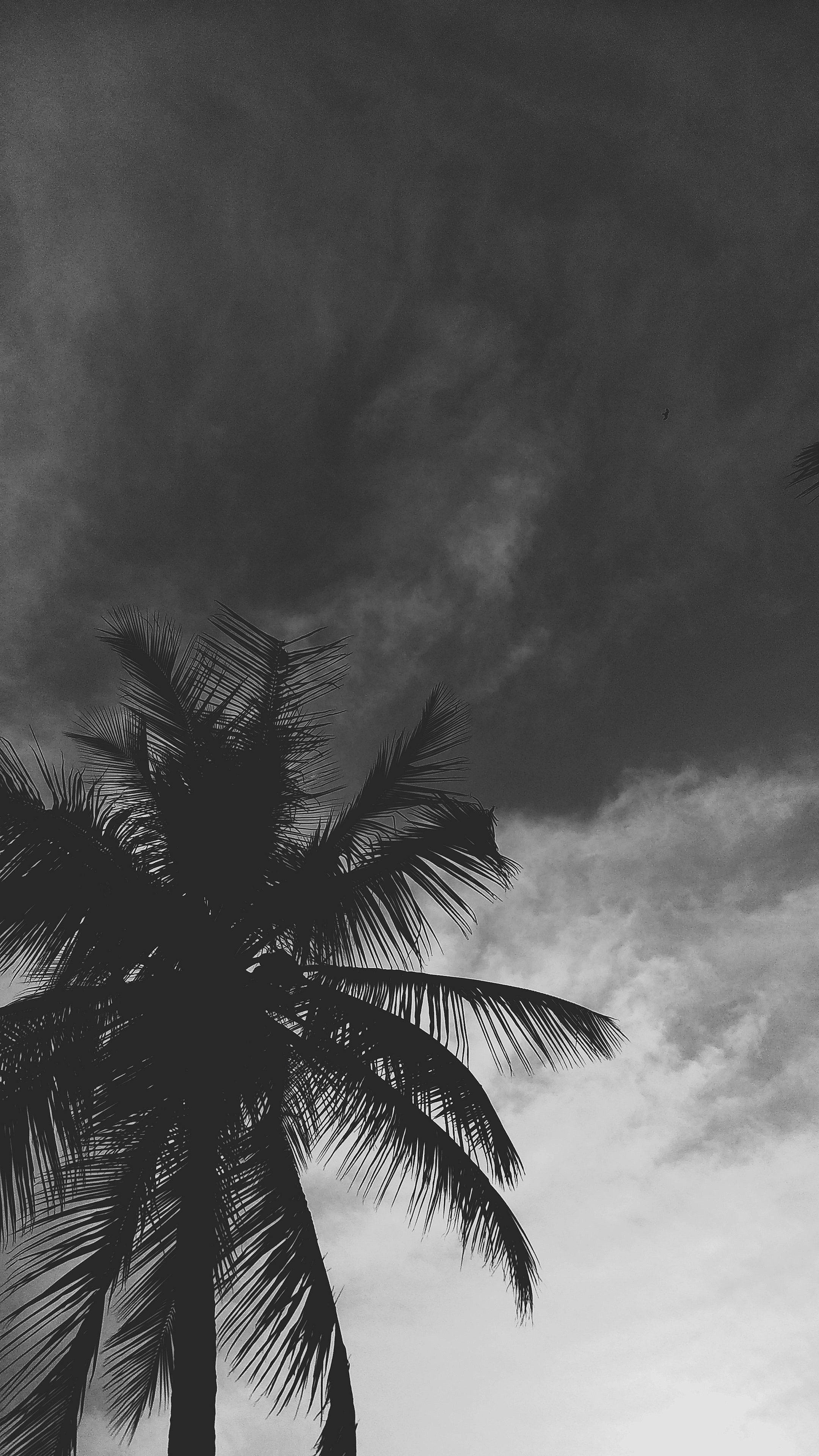 Free of beach, black and white, hdr