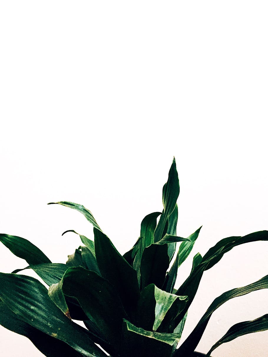 HD wallpaper: minimalist, photography, vsco, plant, green, leaf
