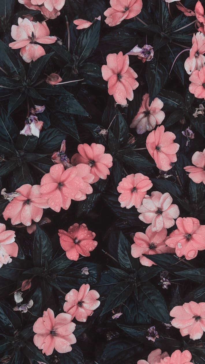 Flowers, Wallpaper, And Pink Image Lock Screen Wallpaper