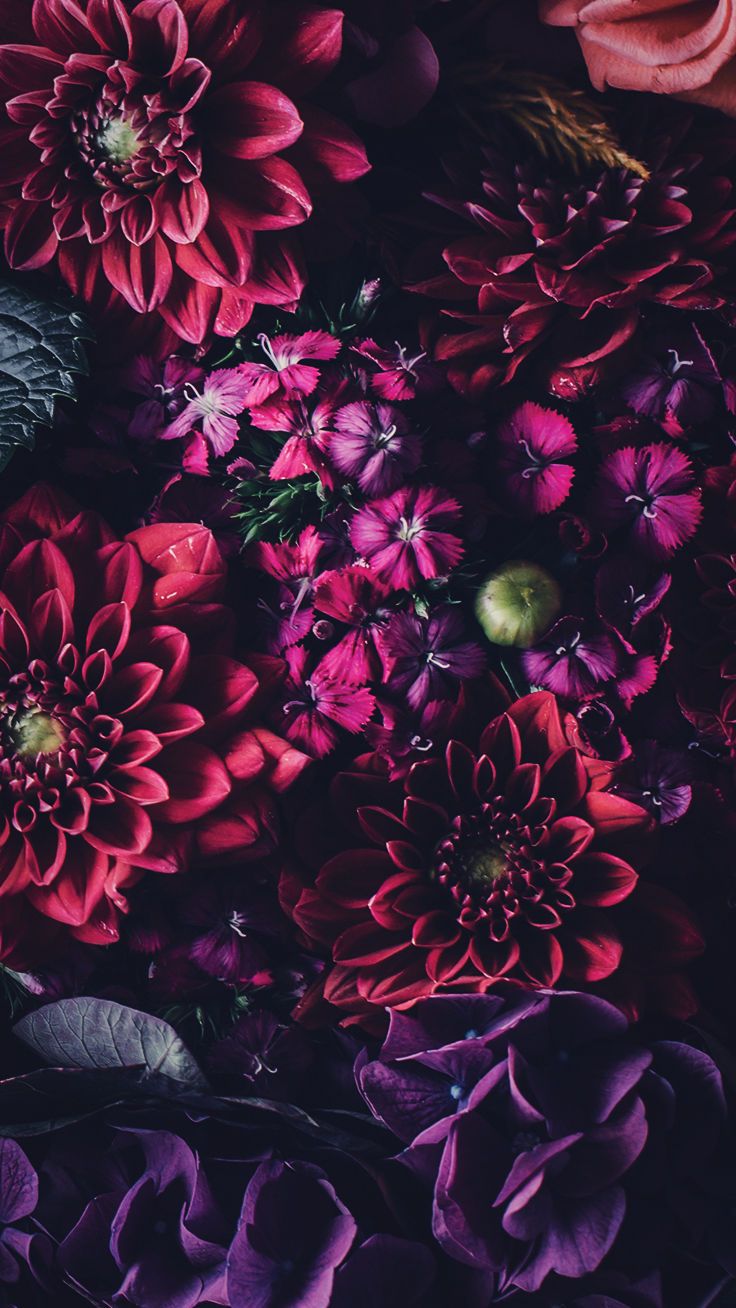 Best Floral iPhone 12 HD Wallpapers  iLikeWallpaper