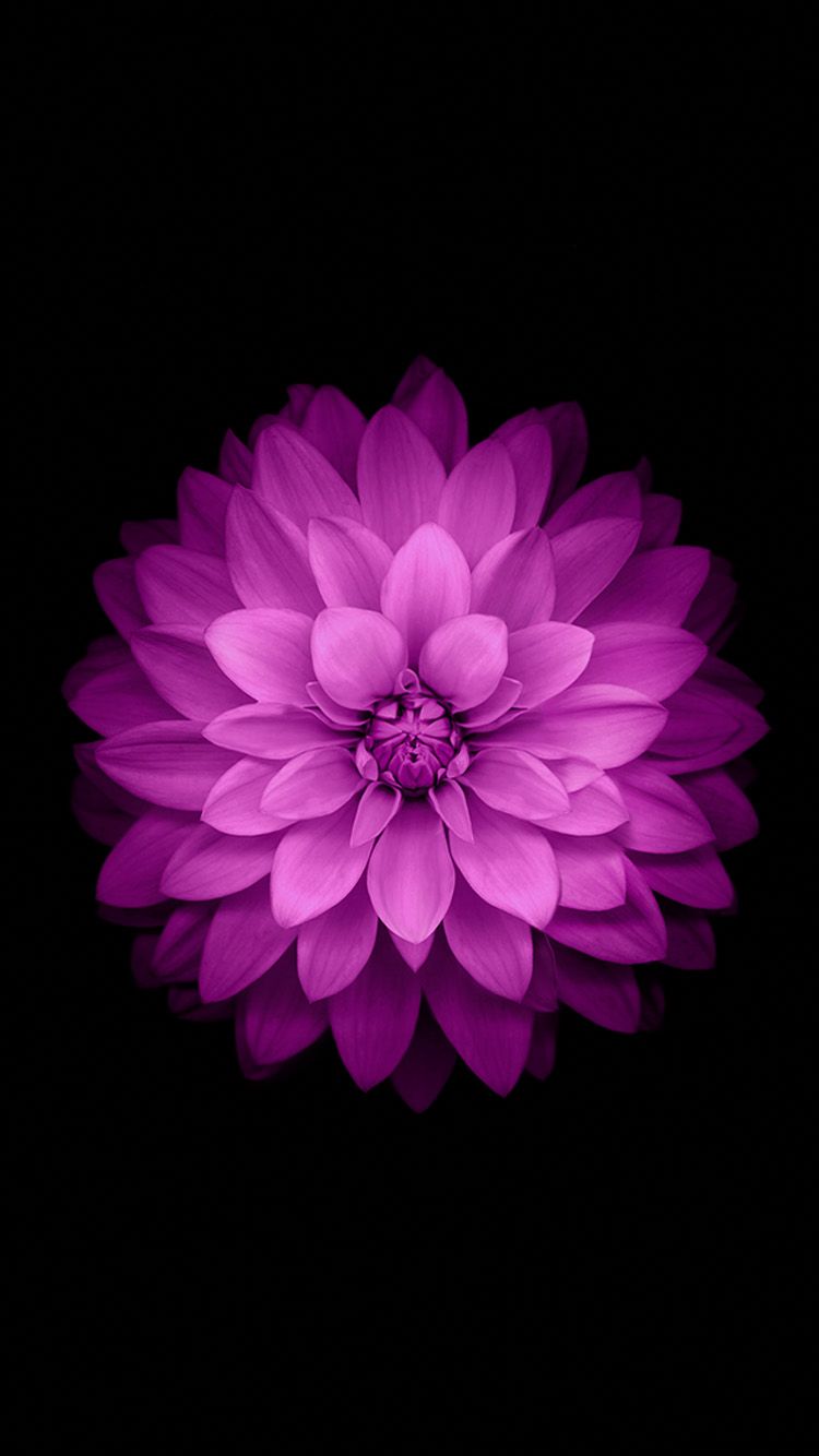 Purple Flower Wallpaper for iPhone