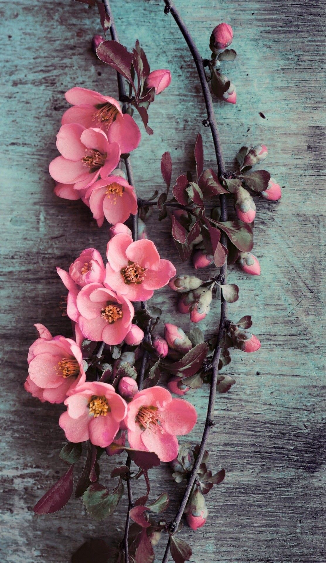 Flowers iPhone Wallpapers - Wallpaper Cave