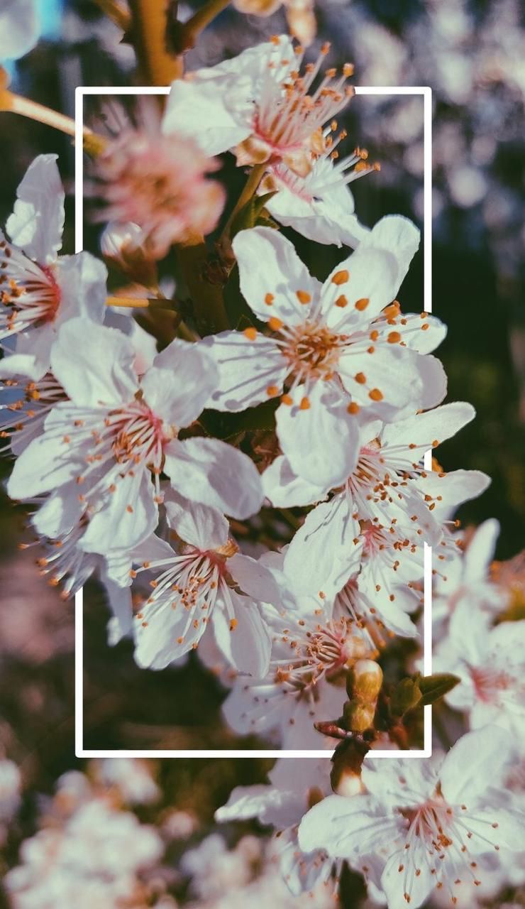 Flowers iPhone Wallpaper