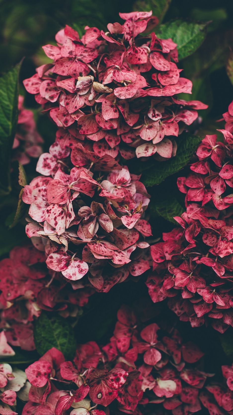 Wallpaper Hydrangea, Pink, Flowers iPhone 8 Background