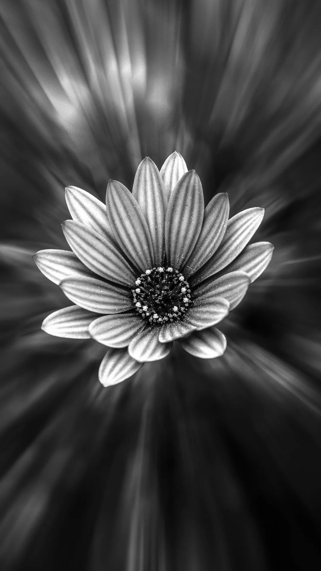 Black and White Flower iPhone Wallpaper