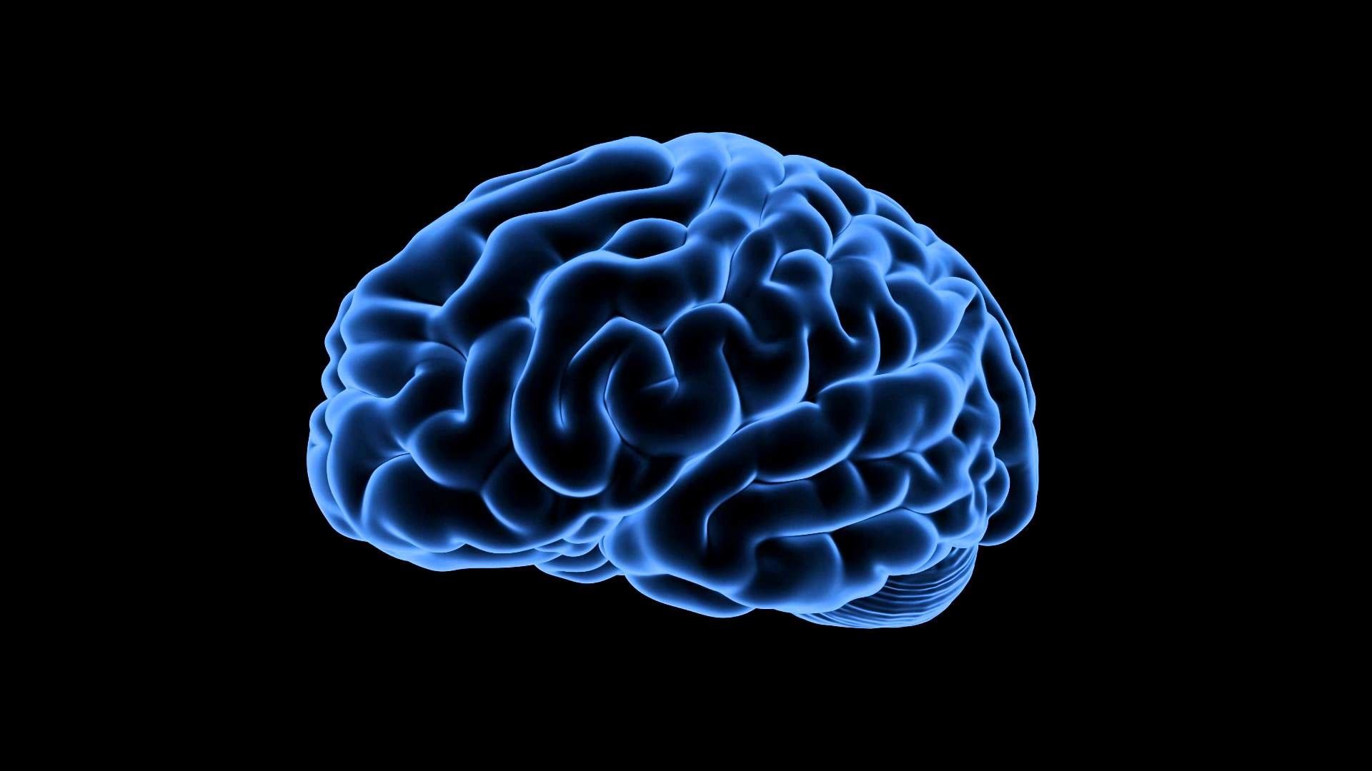Human Brain Wallpaper Free Human Brain Background