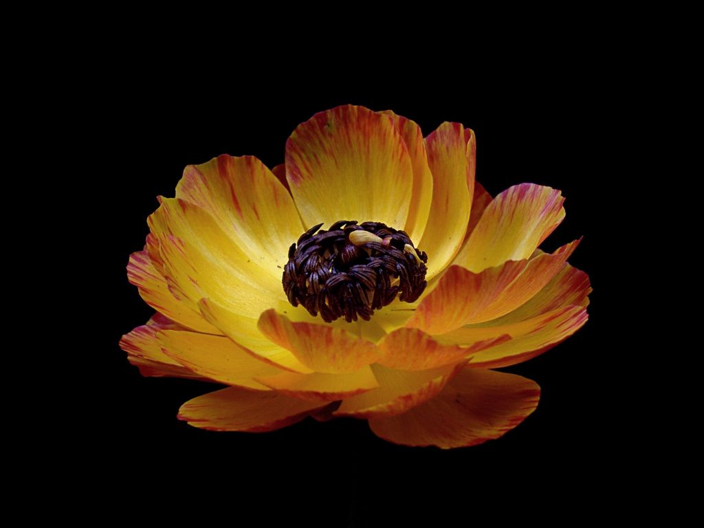 Desktop wallpaper orange ranunculus, flower, portrait, HD image